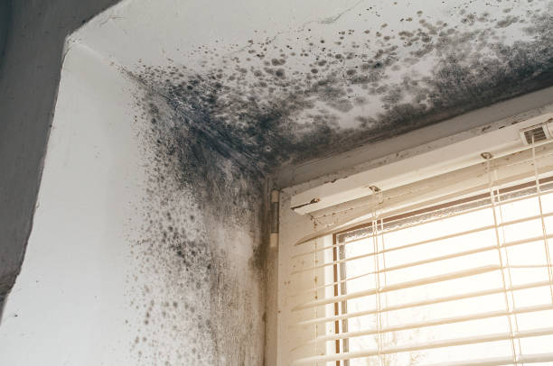 Affordable Attic Mold Remediation solutions in Snow Camp, NC